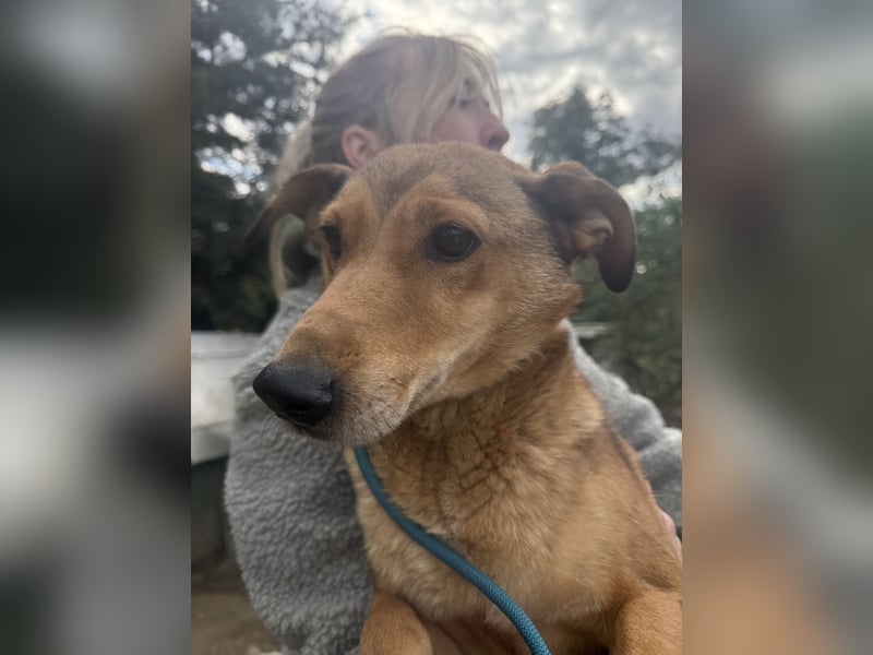 Pityke - freundlicher Hundemann sucht liebevolles Zuhause