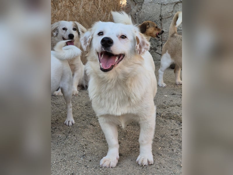 ⭐️FELIA⭐️, reizende Hündin, 1 Jahr, 34cm, Mischling, Tierschutz