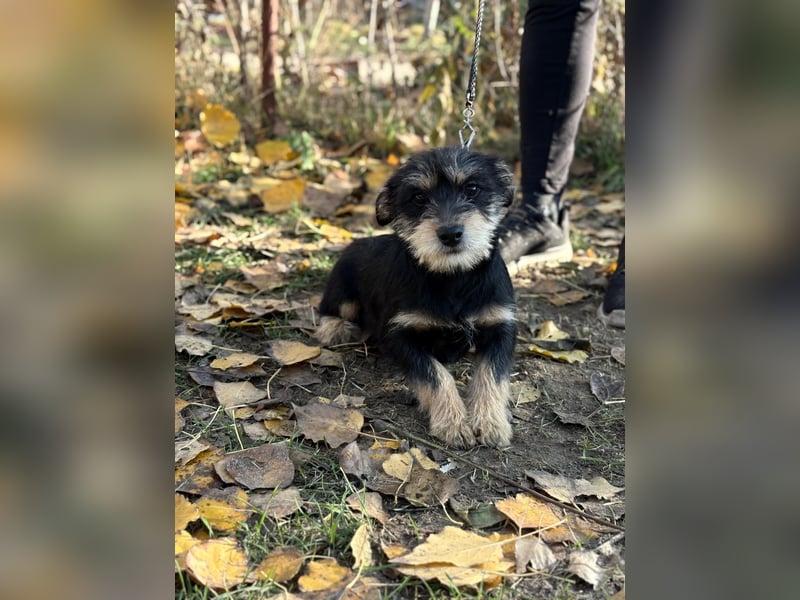 Texton - Er will nicht im Tierheim aufwachsen!