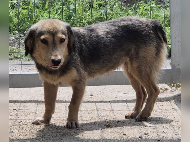 ⭐️ALINE⭐️, zarte Zuckerschnute, Hündin, 1,5 Jahre, 32 cm, Mischling, Tierschutz