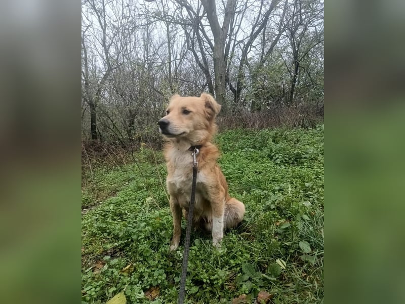 Benji Tierschutzhund sucht ein Zuhause