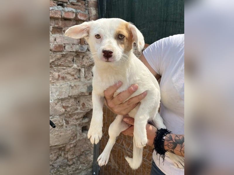 ⭐️FEE⭐️, zartes Hundemädchen, 1 Jahr, 30 cm, Mischling, Tierschutz