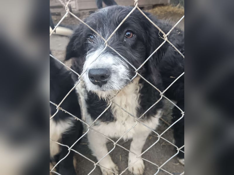 ⭐️GLORIE⭐️, Hündin, 5 Monate, 37 cm, Mischling, Tierschutz