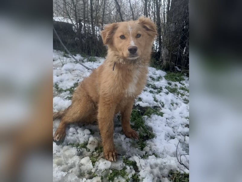 Pancake Tierschutzhund sucht ein Zuhause