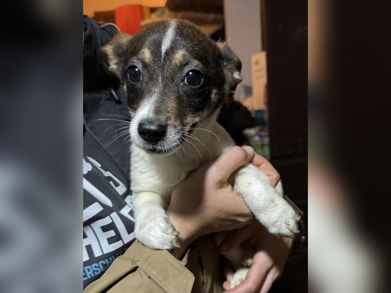 ADDI, sanfter kleiner Rüde, 3 Monate, 26 cm, Mischling, Tierschutz Rumänien