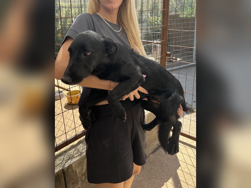 Majka, zarter, lieber Hundemann