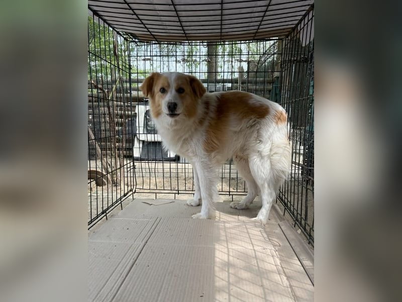 ⭐️ENFY⭐️, fröhlicher Hundejunge, Rüde, 1,5 Jahre, 38 cm, Mischling, Tierschutz