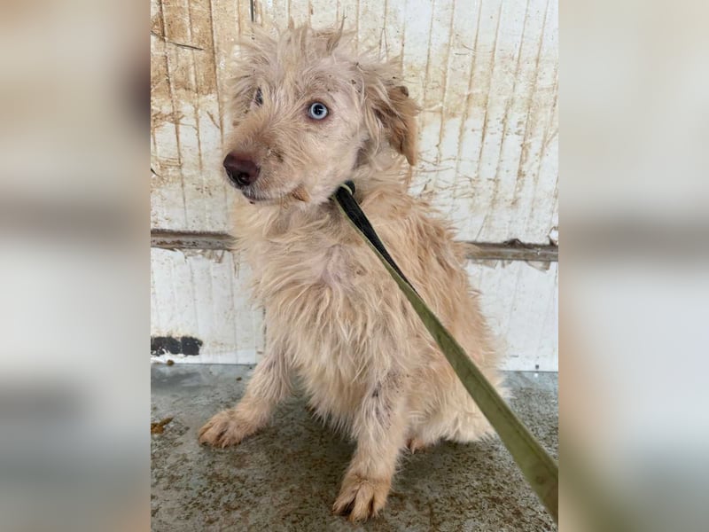 ⭐️LUMA⭐️, Hündin, 1 Jahr, 40 cm, Mischling, Tierschutz