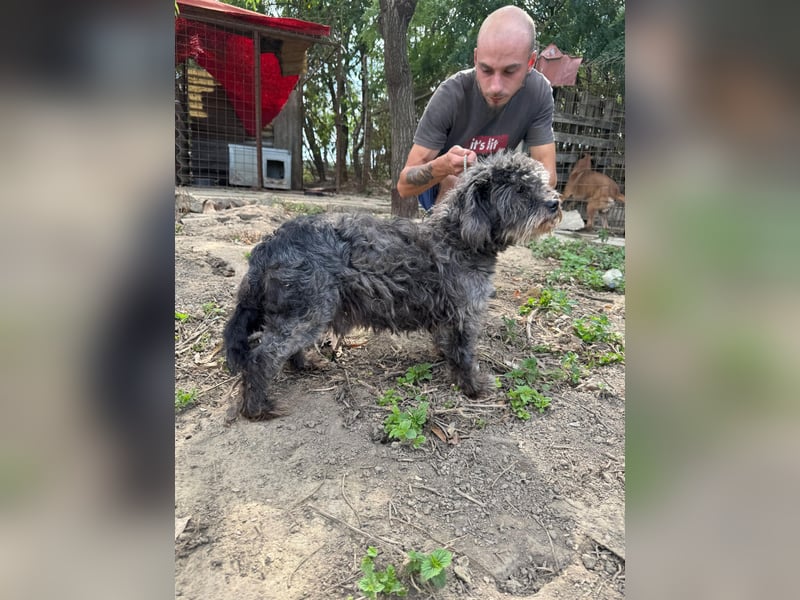 Picúr sucht ein Zuhause voller Liebe