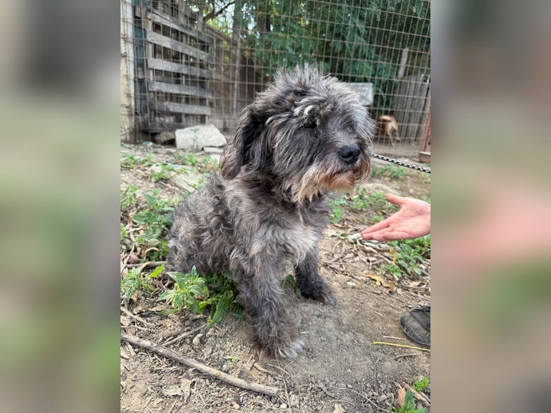 Picúr sucht ein Zuhause voller Liebe
