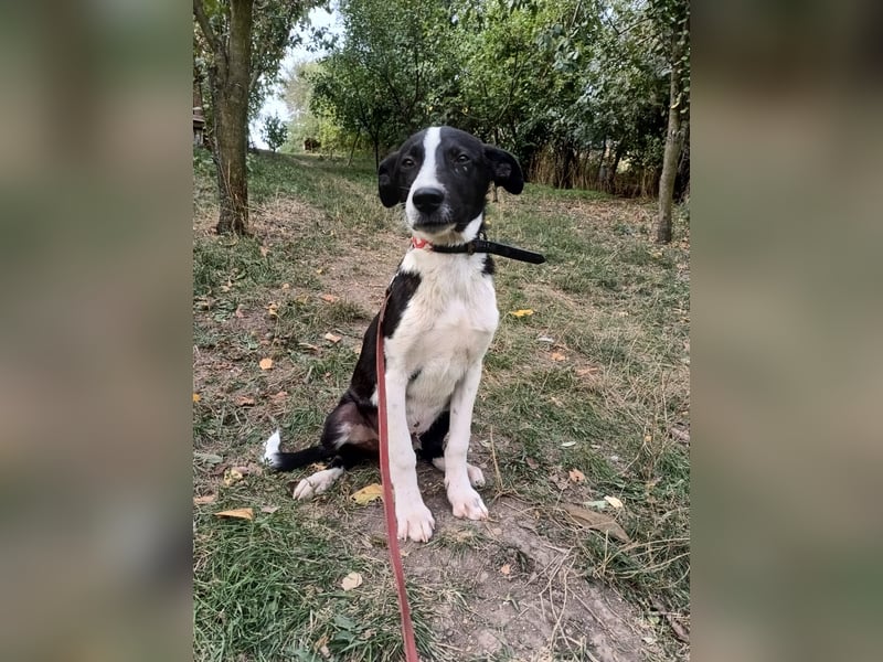 Ziko Tierschutzhund  sucht ein Zuhause