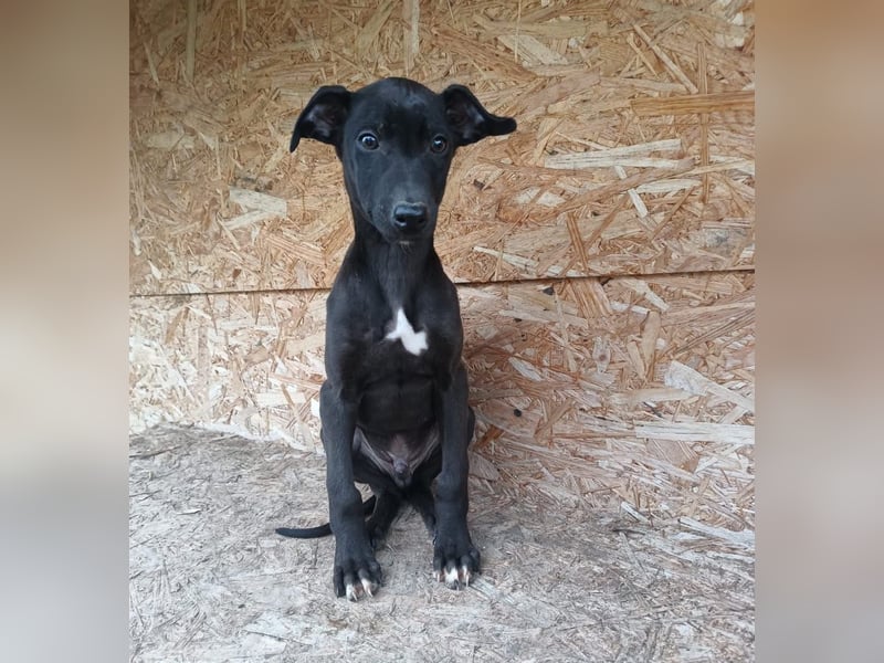 Sancho Tierschutzhund sucht ein Zuhause