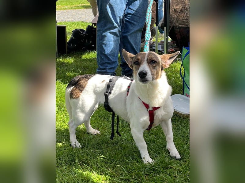 MOLLY, zarte Seele, 3,5 Jahre, 27 cm, Pflegestelle 53773, Tierschutz Rumänien
