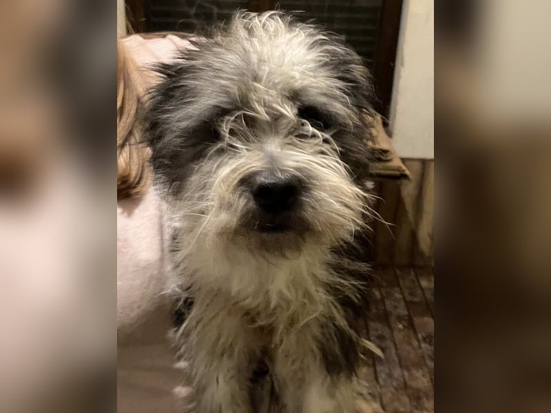 ⭐️ZOTTEL⭐️, Rüde, 1 Jahr, 30 cm, Mischling, Tierschutz