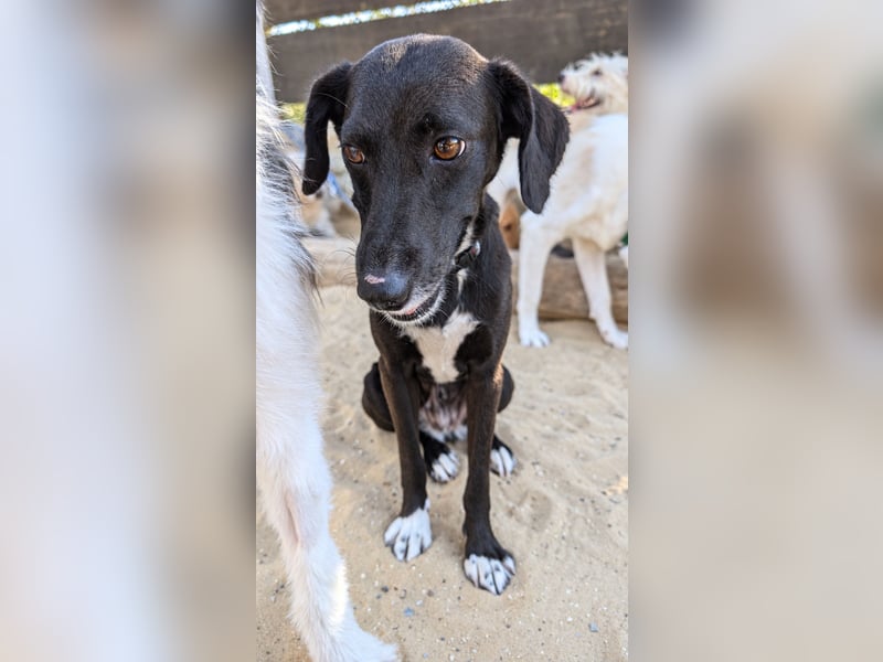 Zauberhafte Sophie wartet in Portugal auf unserem Tierschutzhof!