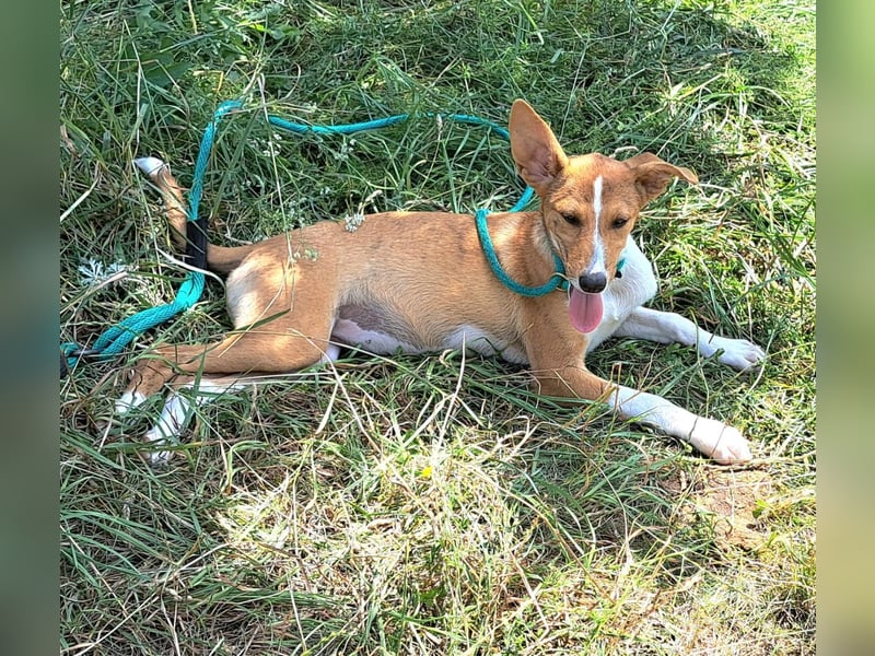 Zaria lebt in Rumänien und hätte gerne ein Zuhause für immer