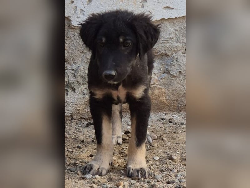 ⭐️DATA⭐️, zaghaftes Hundekind, Hündin, 6 Monate, bis 50 cm ausgew., Mischling, Tierschutz