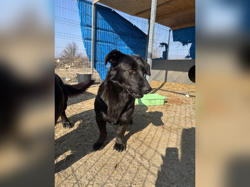 ⭐️MARIUCA⭐️, witzige, kleine Hündin, 3 Jahre, 37 cm, Mischling, Tierschutz Rumänien