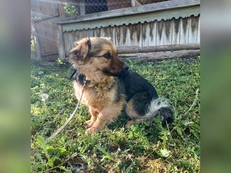 Milly Tierschutzhund sucht ein Zuhause