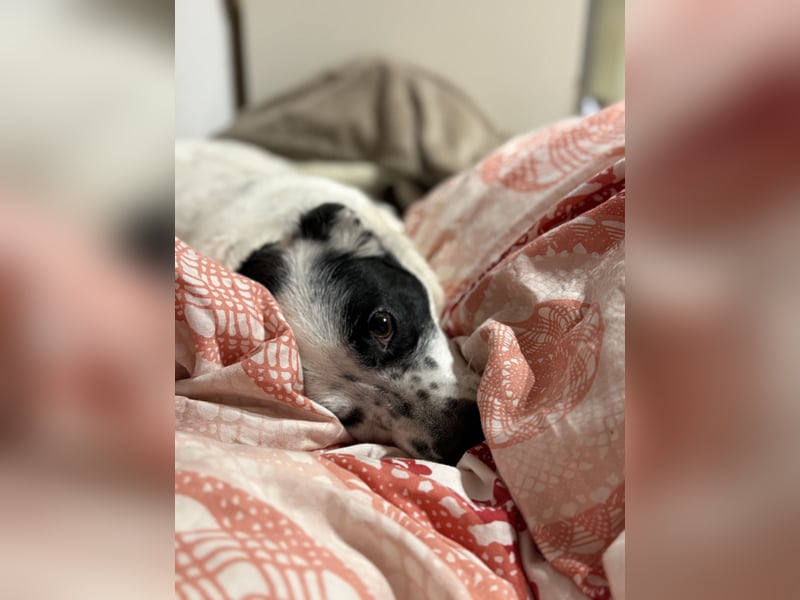 Daisy sucht ihre Herzensmenschen