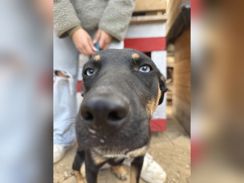 Rizling möchte zeigen, was in ihr steckt