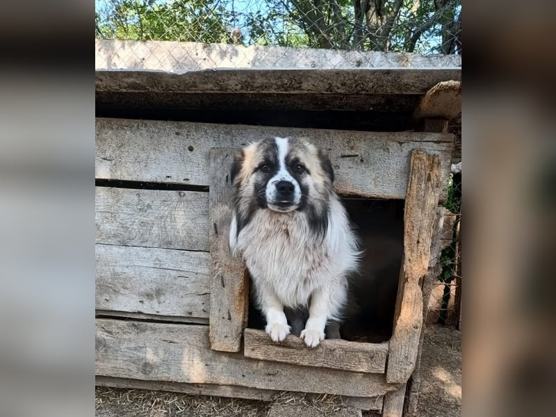 Mogli Tierschutzhund sucht ein Zuhause