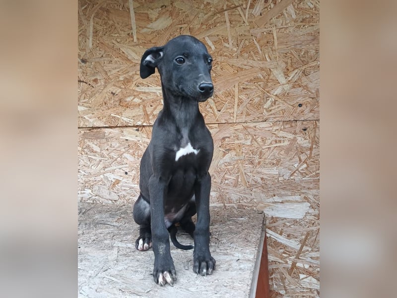 Suki Tierschutzhund sucht  ein Zuhause