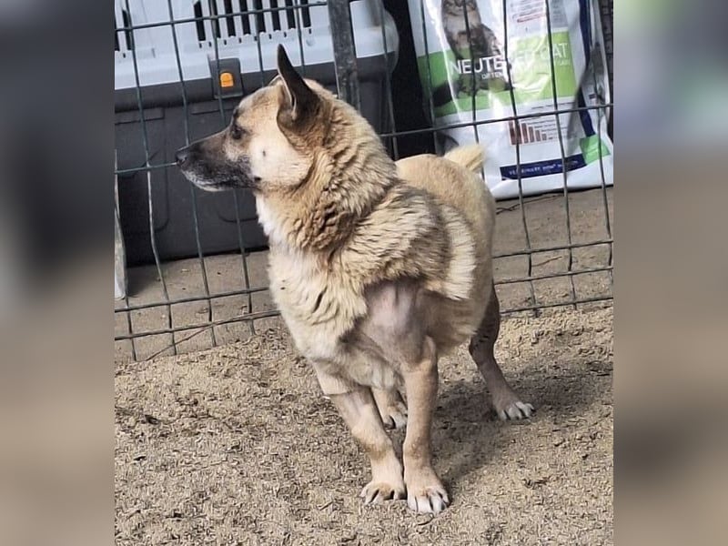 Nofell ⭐️TONI ⭐️, Rüde, 3 Jahre, 29cm, Mischling, Tierschutz Rumänien