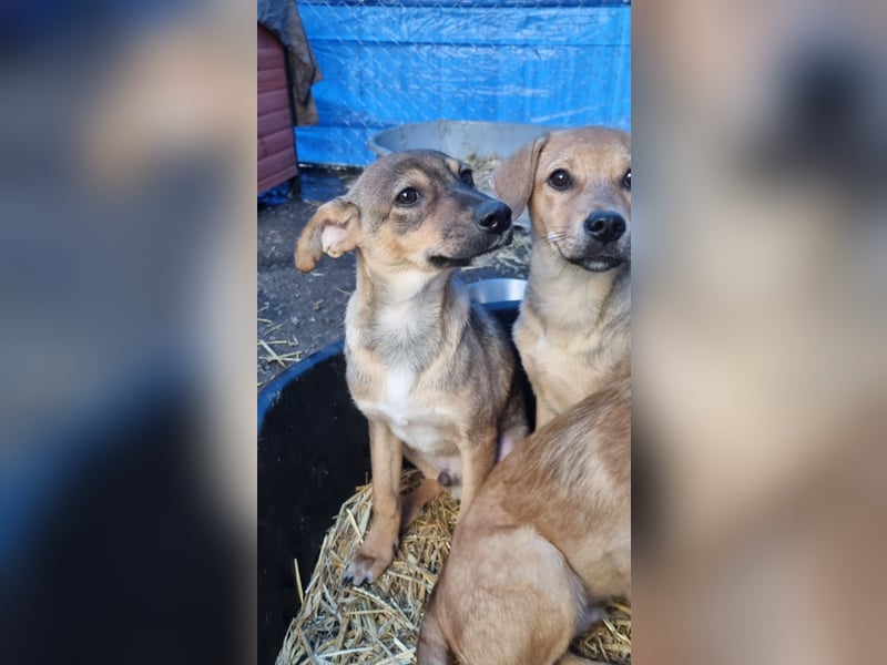 ⭐️ERICH⭐️, Kuschelkerl, Welpe, 6 Monate, im Wachstum, Mischling, Tierschutz