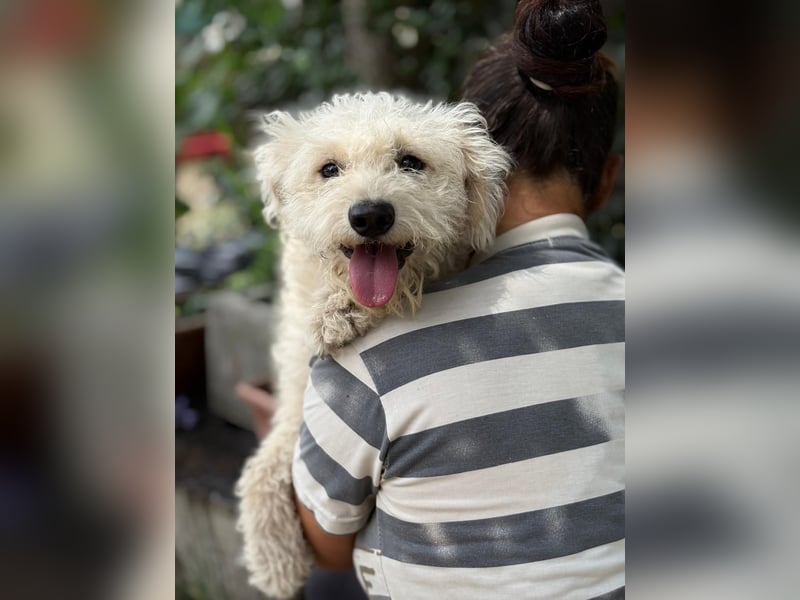 Maggie sucht ein ruhiges Zuhause