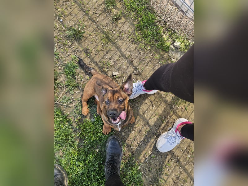 Gazsi sucht seine Menschen