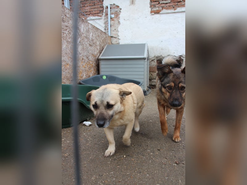 TONI, verschmustes Notfellchen, 3 Jahre, 29 cm, Mischling, Tierschutz Rumänien