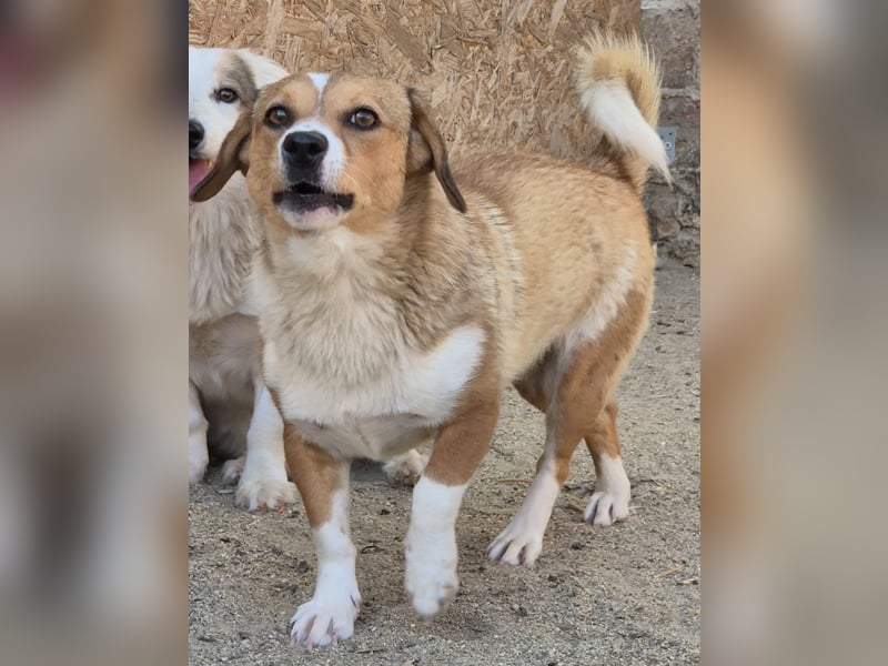 ⭐️FABIENNE⭐️, aufmerksame Hündin, 1 Jahr, 34 cm, Mischling, Tierschutz