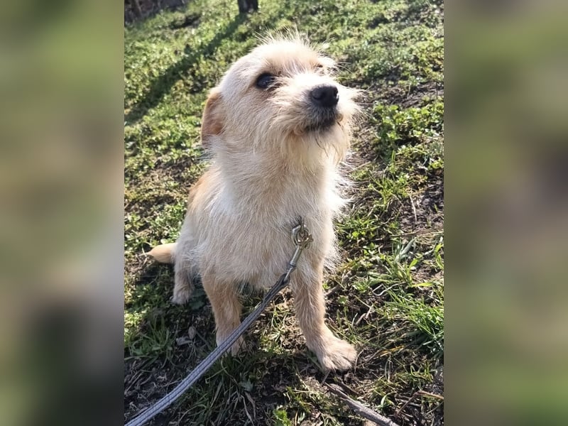 Bonnie Tierschutzhund sucht ein Zuhause