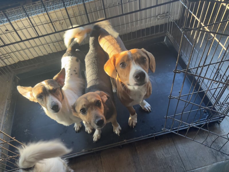 ⭐️MOLLY⭐️, süße Hündin, 3 Jahre, 27cm, Mischling, Tierschutz