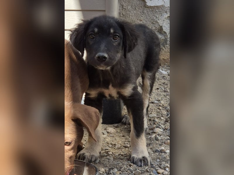 ⭐️DATA⭐️, zaghaftes Hundekind, Hündin, 6 Monate, bis 50 cm ausgew., Mischling, Tierschutz