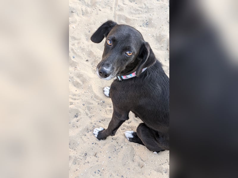 Zauberhafte Sophie wartet in Portugal auf unserem Tierschutzhof!
