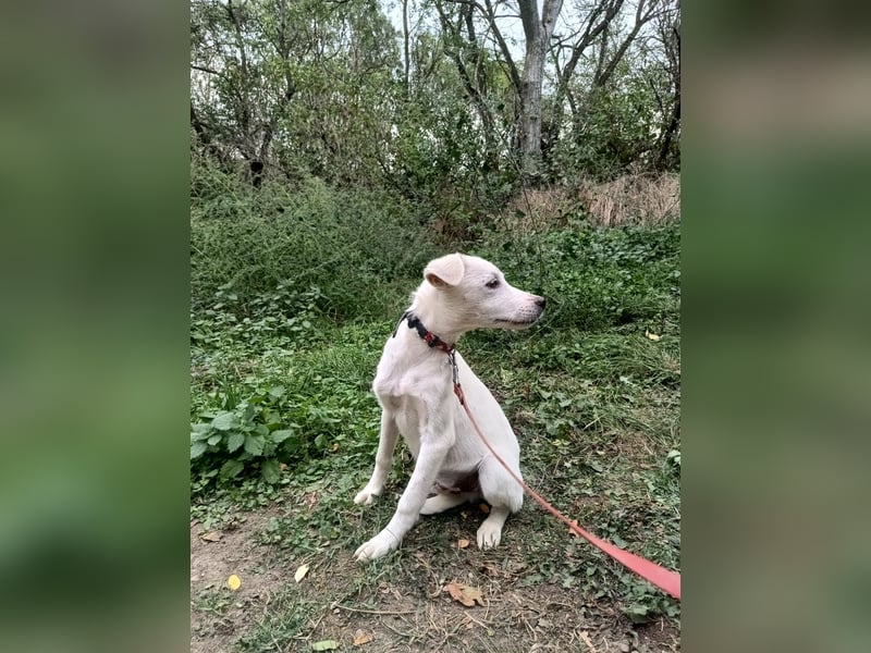 Zeus Tierschutzhund sucht ein Zuhause