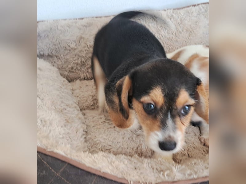 Yuki - kleiner Mann auf der Suche nach seinem Glück