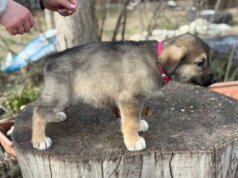 Nevin träumt von einem eigenen Zuhause