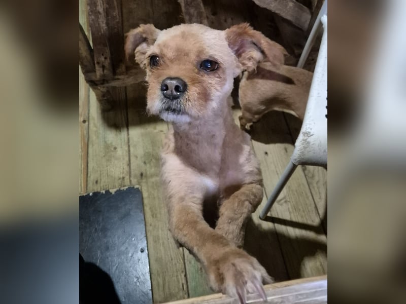 Rüde Cookie sucht seine Menschen