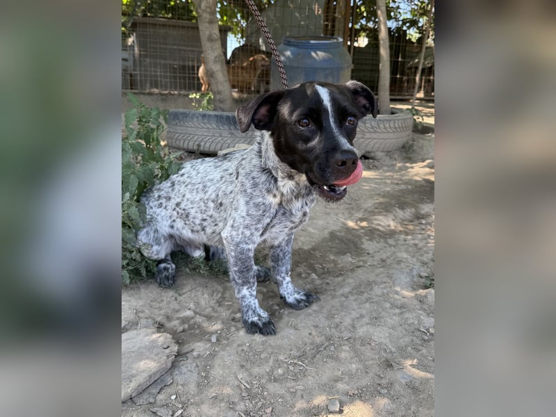 Rocky sucht sein Für Immer Zuhause