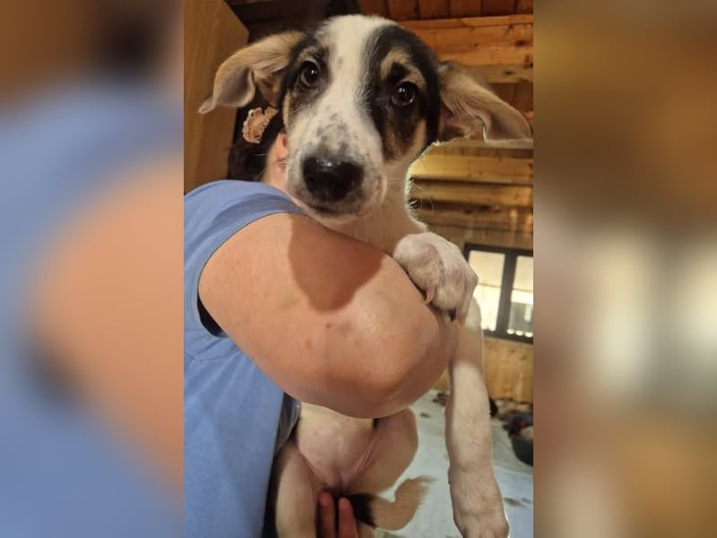 Welpenhündin 273768 möchte gerne zu DIR reisen