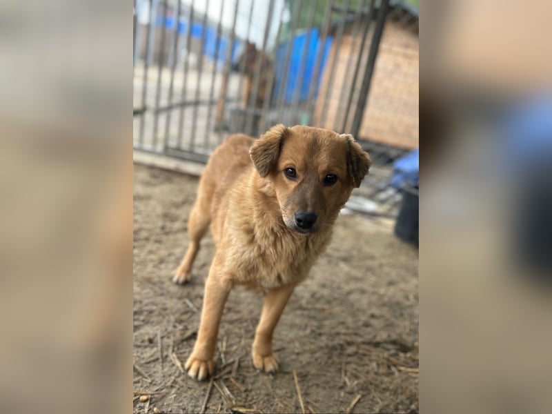 ARMANI, fröhliches Leckermäulchen, 9 Monate, 35 cm, Mischling, Tierschutz Rumänien