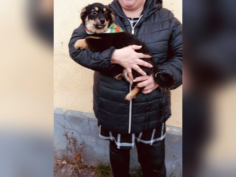 Zuckerschnute Csipke möchte endlich ankommen