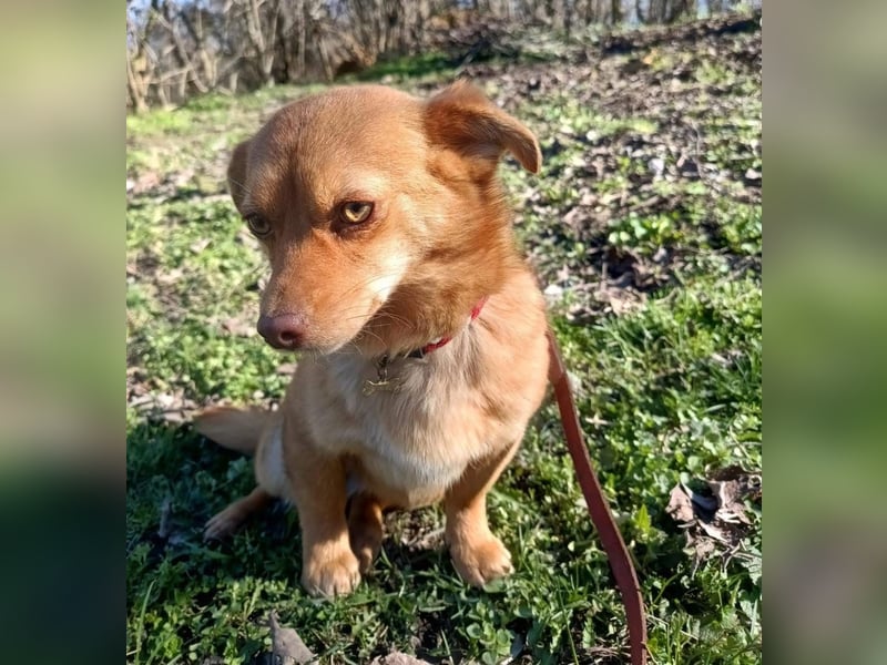 Lina Tierschutzhund sucht ein Zuhause