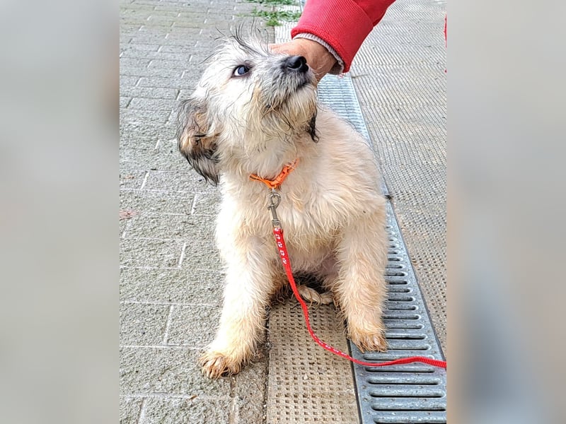 Welpe Florence möchte Rumänien schnell verlassen