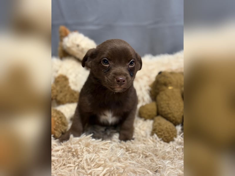 Pindur, kleines Hundekind