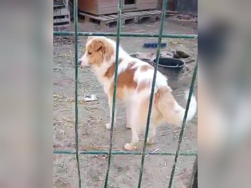 ⭐️ENFY⭐️, fröhlicher Hundejunge, Rüde, 1,5 Jahre, 38 cm, Mischling, Tierschutz