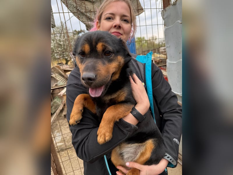 Kolos der gute-Laune-Hund